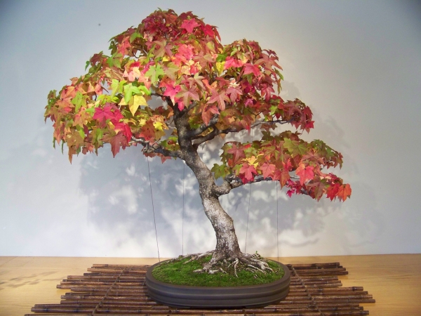 Creation of bonsai cane: Step 1